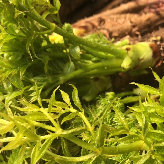 清原县刺老芽 