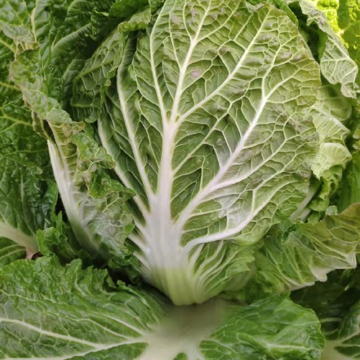 南通黄心大白菜蔬菜基地全年供应，货源充足稳定，品相优良，价格
