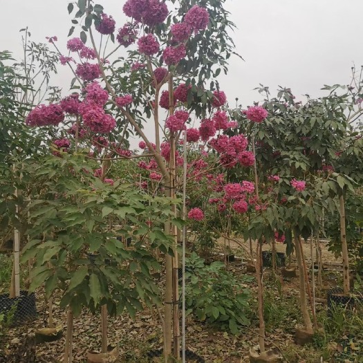 揭阳绣球紫花风铃木