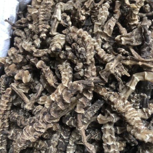 玉林地参  虫草参   竹节参