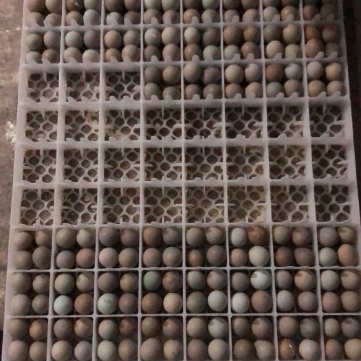 长沙 卢丁鸡种蛋