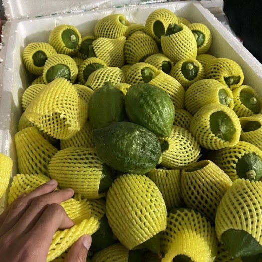 南宁香水柠檬 自家果地直发，没有中间商赚差价。