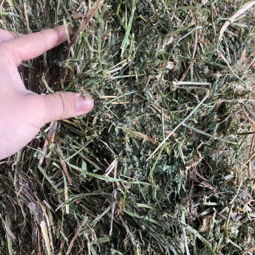 阿旗苜蓿草饲料 一级苜蓿，数量不多了