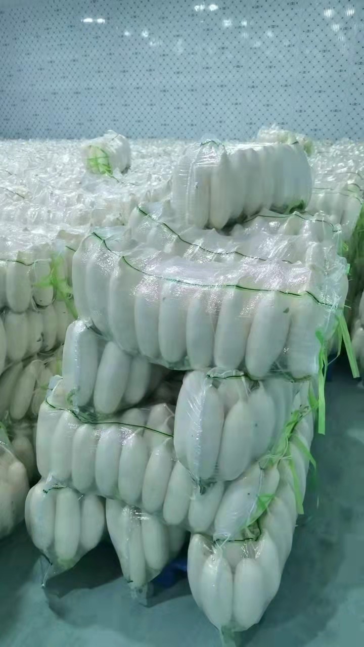 定邊縣陜西精品白蘿卜 產地直銷 質量好貨源充足 基地直銷大量供貨