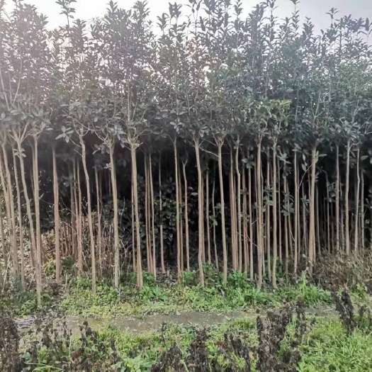 桂花树苗 桂花