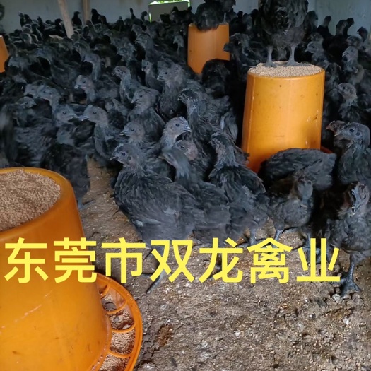 东莞市黑鸡苗  五黑鸡，脱温五黑鸡
