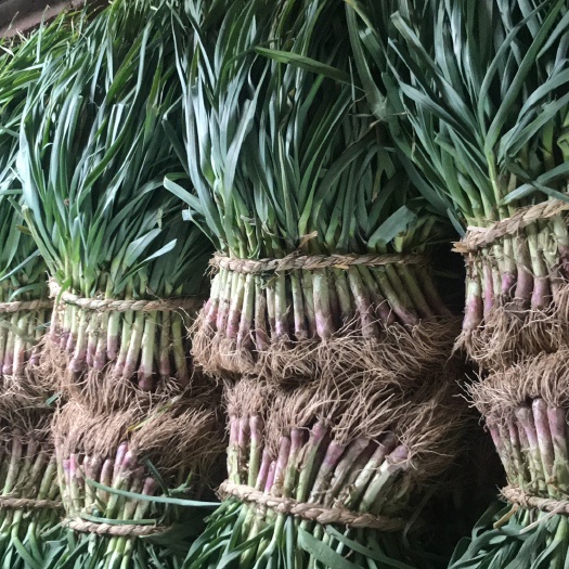 盐城红根蒜苗 精品红根青大蒜