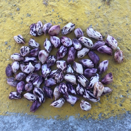 云南七彩花生米大量上货孟连彩色花生现剥现发货品质保证
