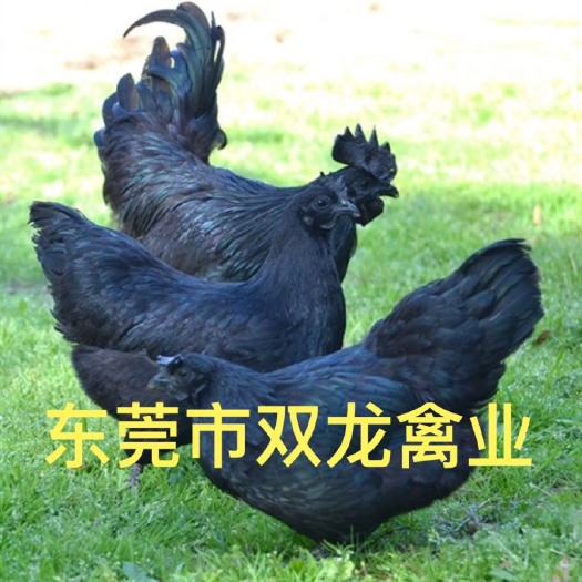 东莞市五黑鸡苗  五黑鸡 五黑绿壳蛋鸡 孵化厂直销 质量保证
