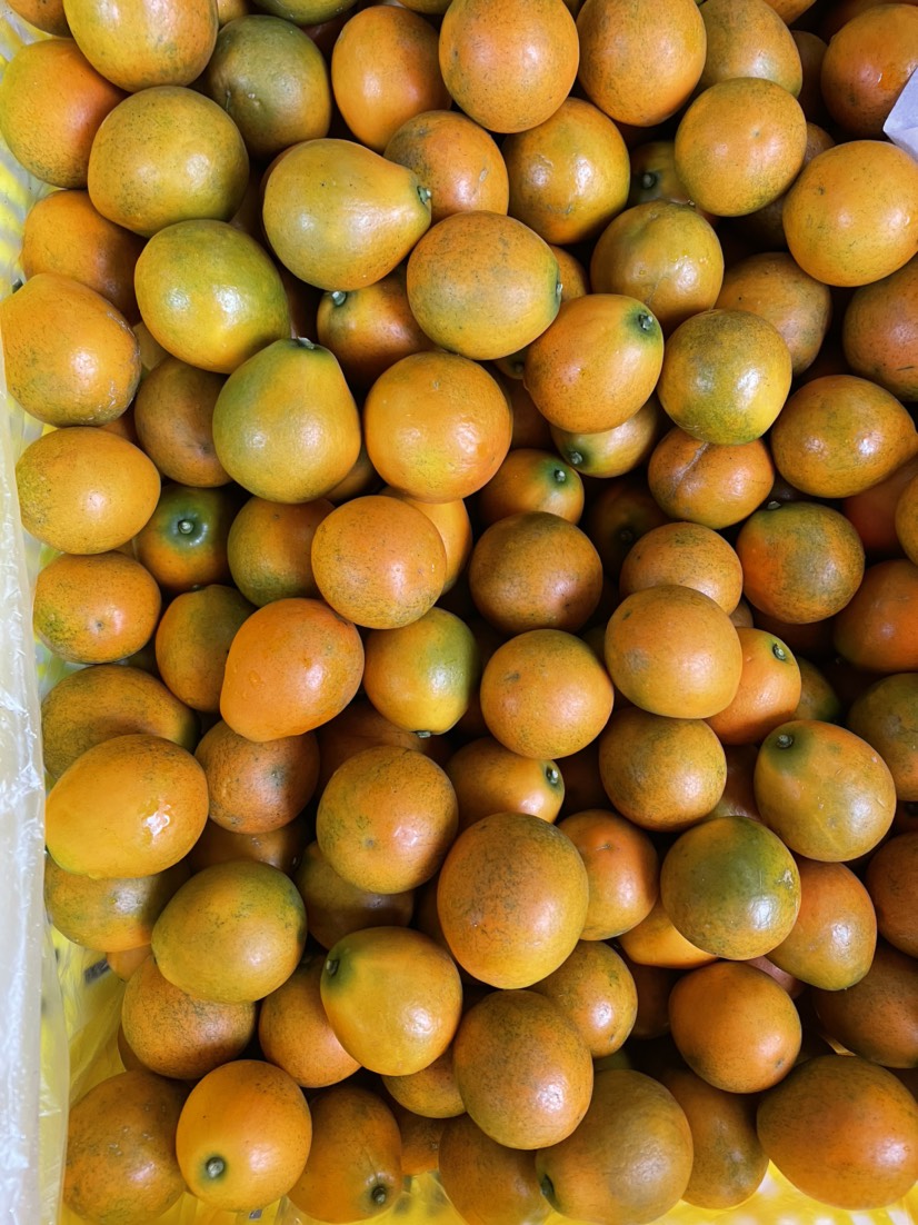 脆蜜金桔 脆蜜金柑 金桔苗产地供应 皮脆肉嫩无酸味汁水多