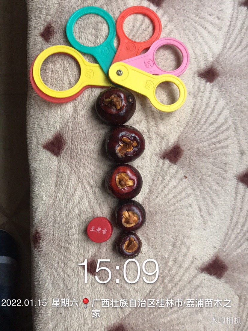 毛马蹄 大量供应优质化渣脆甜中大果马蹄正品荔浦马蹄名杨四海