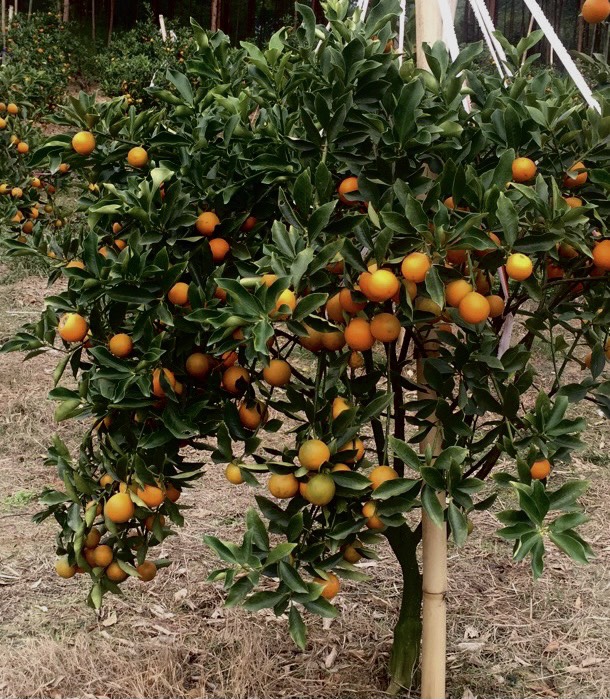 脆蜜金桔 脆蜜金柑 金桔苗产地供应 皮脆肉嫩无酸味汁水多