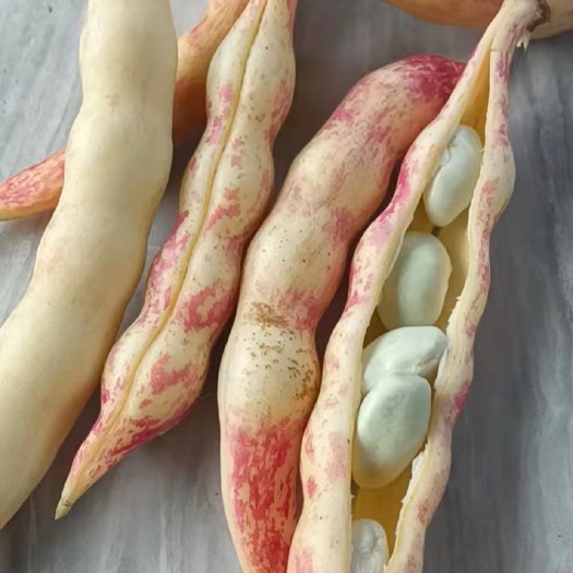 东方市架豆王豆角  黄金勾