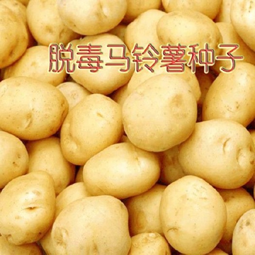 滕州市滕州市新品三膜荷兰15号种薯 一级种薯，价格实惠，大量供应