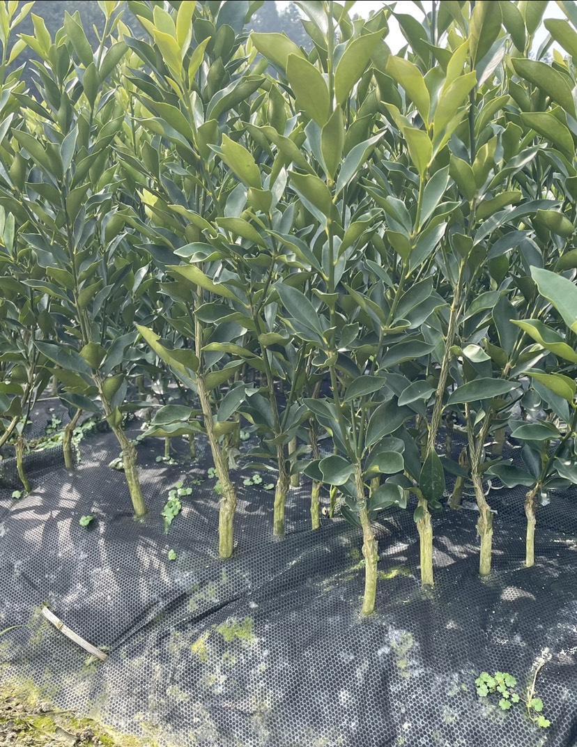 脆蜜金桔 脆蜜金柑 金桔苗产地供应 皮脆肉嫩无酸味汁水多