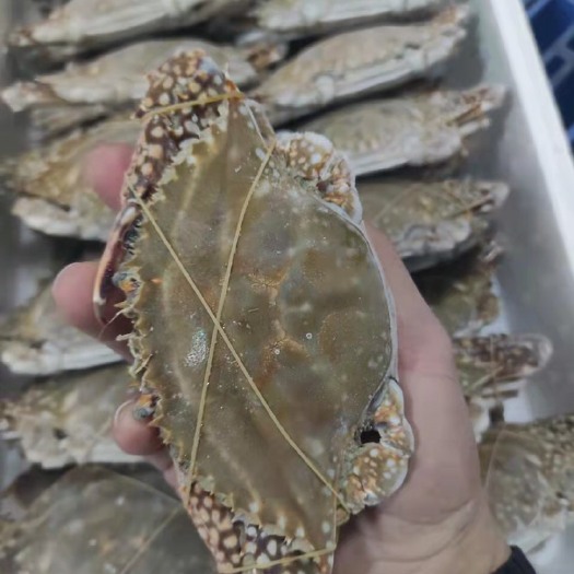 北海梭子蟹。一级鲜冻。产地直销