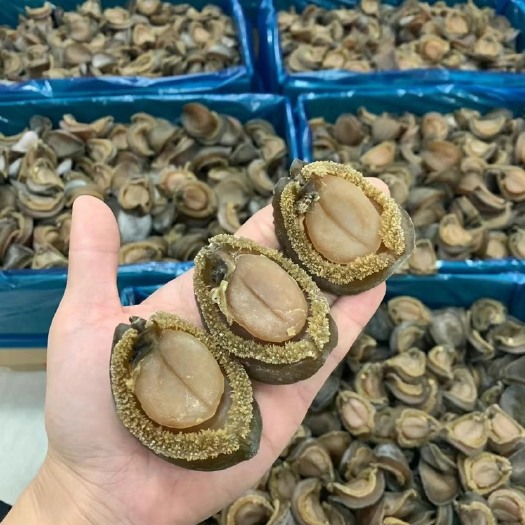 广州鲍鱼，吉品鲍，南非鲍，澳洲鲍，网鲍