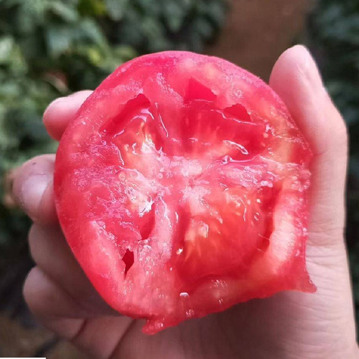 【热销推荐】中蔬四号西红柿种子果色粉红番茄种子西红柿种籽