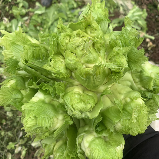 遂宁 儿菜