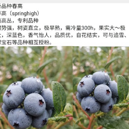澄江市常年出售春高蓝莓苗：根好、苗好、果才好！（3年苗）