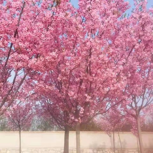 邳州市晚樱 15公分樱花，树形优美，冠幅饱满，量大价优！
