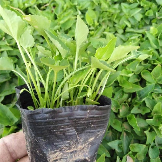  紫花地丁基地 紫花地丁价格 紫花地丁批发