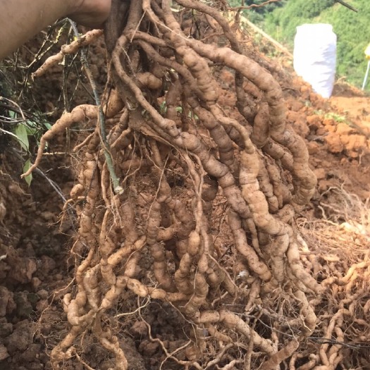 郁南县 郁南种植区巴戟天鲜货需要提前预定统货不包邮