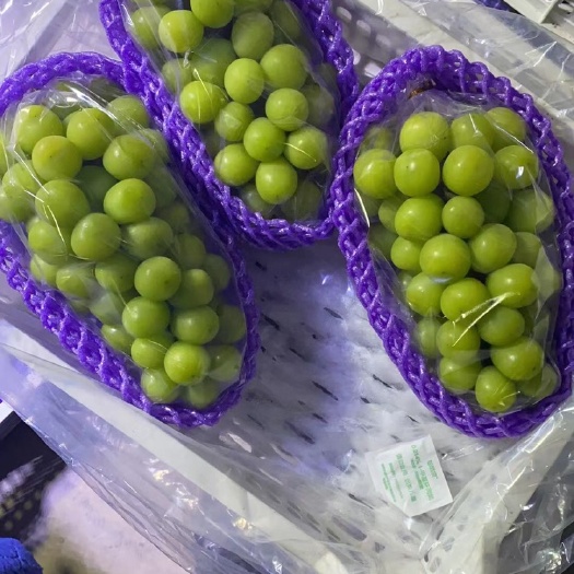 营口阳光玫瑰葡萄苗  玫瑰香味葡萄