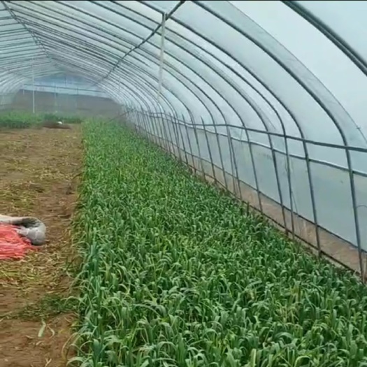 武陟县焦作武陟，基地大棚红根蒜苗 自家蒜苗大量种植批发