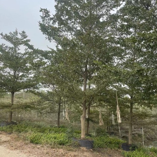 中山市 小叶榄仁细叶榄仁