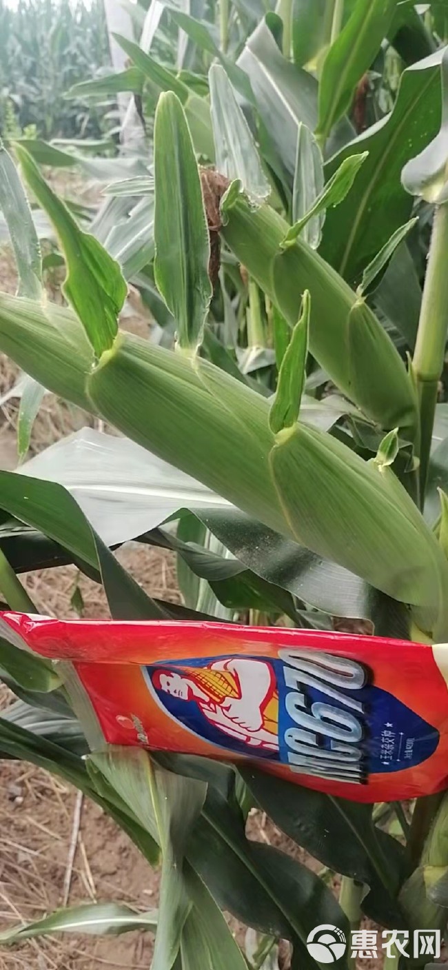 MC670玉米种子 玉米种国审品种 玉米种子 轴细粒深丰产