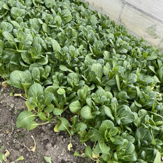 上海 青菜上海青矮脚菜