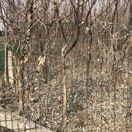 青州市 流苏树地径10到12公分