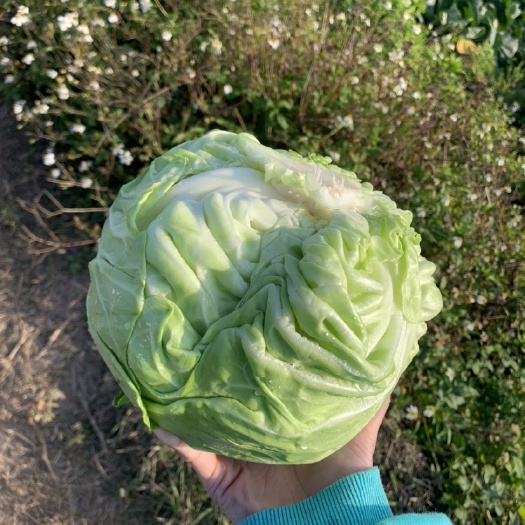 陆丰市绿包菜 靓包菜，价格可议，有意者可联系
