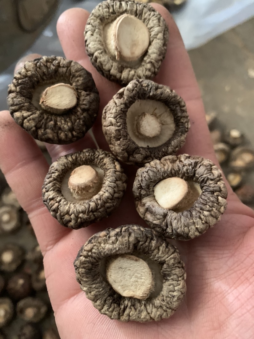 2023新货冬菇 干香菇 去柄香菇 干蘑菇   剪脚香菇