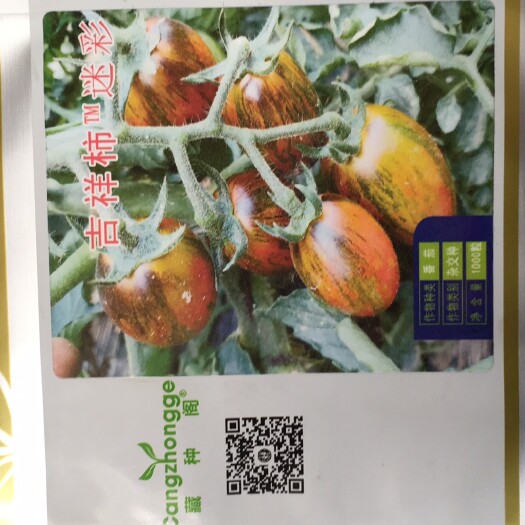 莘县吉祥柿迷彩 口感小番茄种子特色小番茄虎纹迷彩番茄采摘园种植