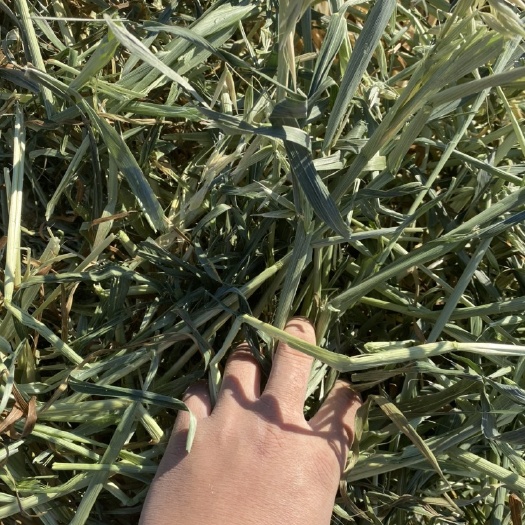 阿旗饲料燕麦草 燕麦草，全绿燕麦