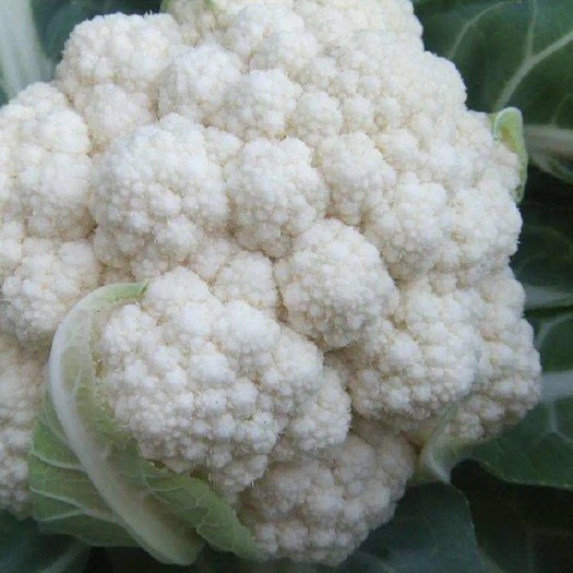 天门市花菜 菜花
