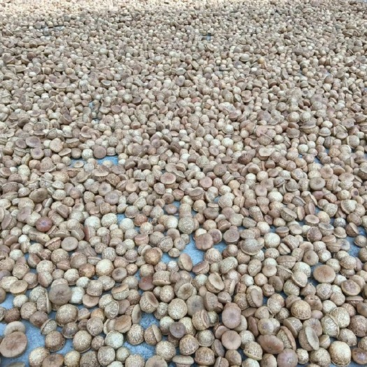 罗定市 风流果