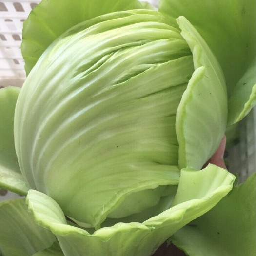 横州市包心芥菜，菜心菜胆菜球，按老板需求配货，各种规格都可以选择