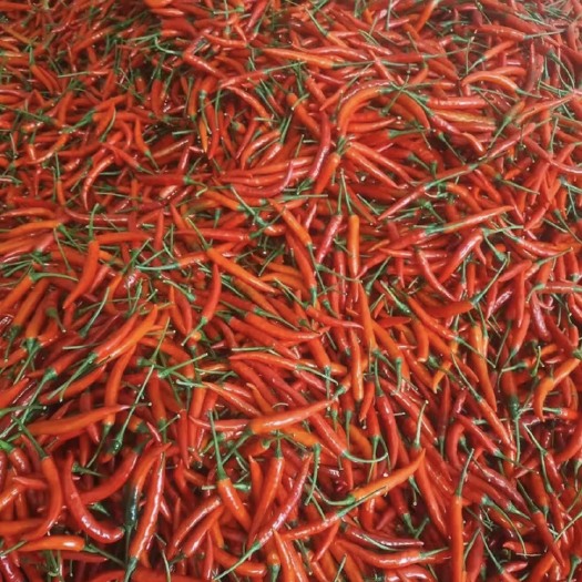上林县 新鲜小米椒