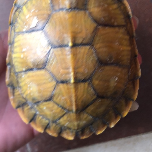 罗定市 巴西龟