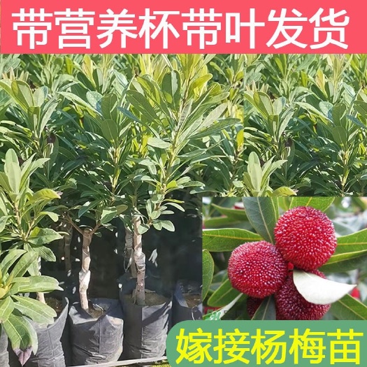 普宁市乌酥核杨梅苗 广东杨梅苗特大嫁接东魁杨梅果树苗黑炭杨梅