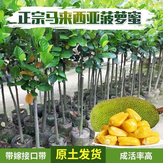 普宁市马来西亚一号菠萝蜜苗 菠萝蜜树苗果树苗嫁接果苗