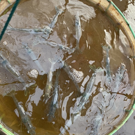 南美白对虾