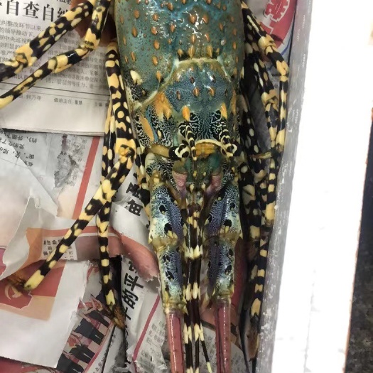 防城港小青龙龙虾  精品小青龙，上斤花龙，价格多变化。金南湾贵族