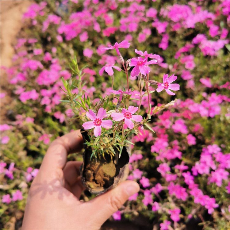 福禄考  芝樱 一手货源 产地直发 多色芝樱批发