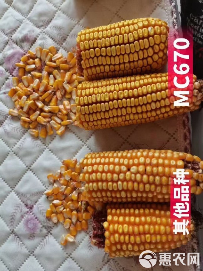 MC670玉米种子 玉米种国审品种 玉米种子 轴细粒深丰产