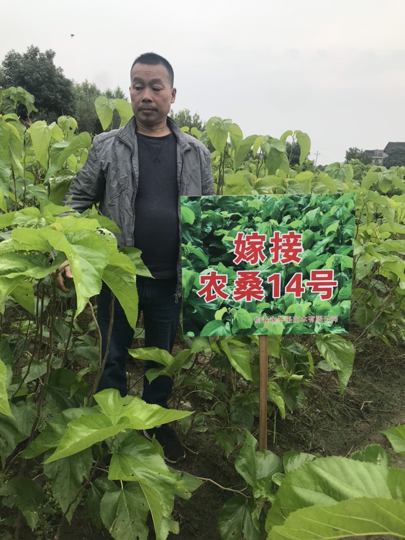 蛋白桑苗  果桑苗无籽大十等，蛋白质饲料桑，实生桑，强桑农桑