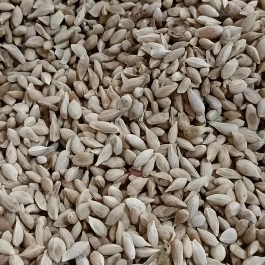  土柠檬种子有货，牛角子核